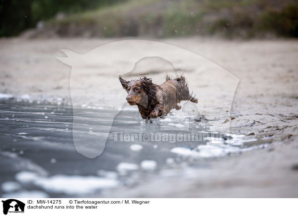 dachshund runs into the water / MW-14275