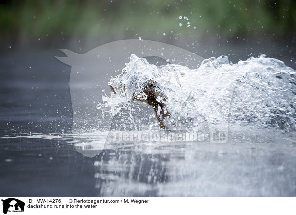 dachshund runs into the water / MW-14276