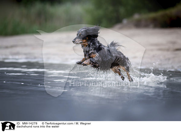 dachshund runs into the water / MW-14278