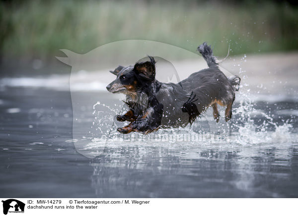 dachshund runs into the water / MW-14279