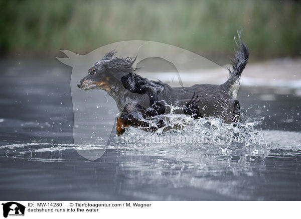dachshund runs into the water / MW-14280