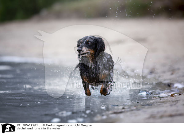dachshund runs into the water / MW-14281