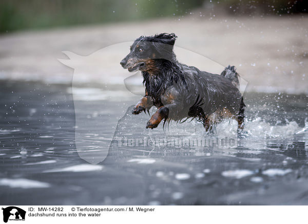 dachshund runs into the water / MW-14282
