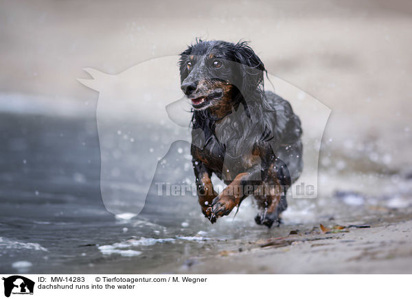 dachshund runs into the water / MW-14283