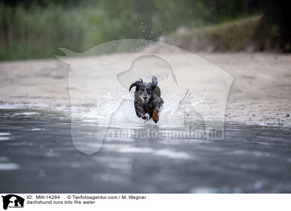 dachshund runs into the water / MW-14284