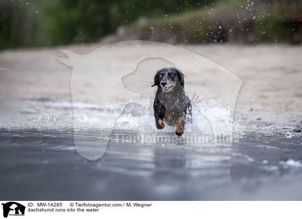 dachshund runs into the water / MW-14285