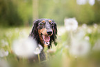 Rabbit-Dachshund Portrait