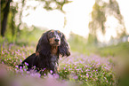 sitting Rabbit-Dachshund