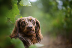 longhaired dachshund portrait