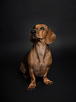 sitting Dachshund