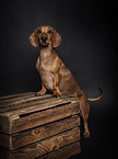 standing Dachshund