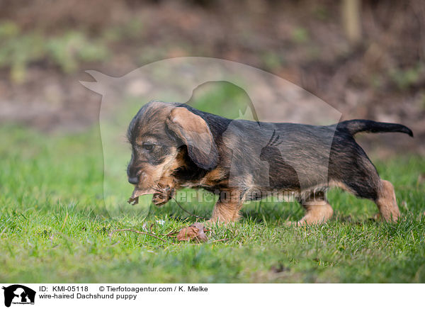 Rauhaardackel Welpe / wire-haired Dachshund puppy / KMI-05118