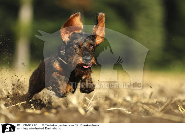 running wire-haired Dachshund / KB-01276