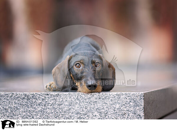 lying wire-haired Dachshund / MAH-01392