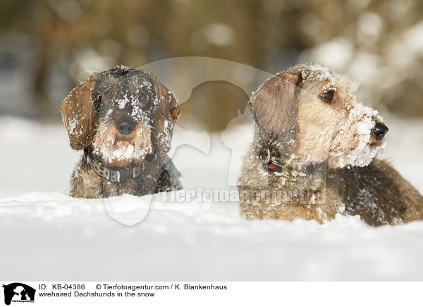 Rauhaardackel im Schnee / wirehaired Dachshunds in the snow / KB-04386