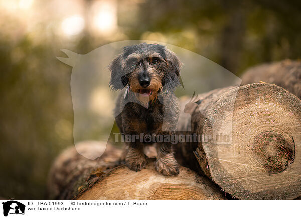 wire-haired Dachshund / TBA-01993