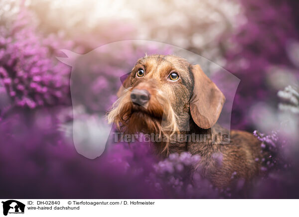 wire-haired dachshund / DH-02840