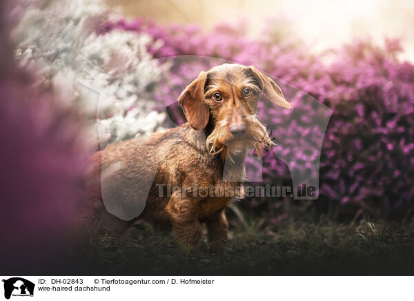 wire-haired dachshund / DH-02843