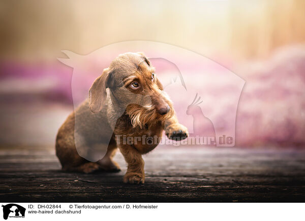 wire-haired dachshund / DH-02844