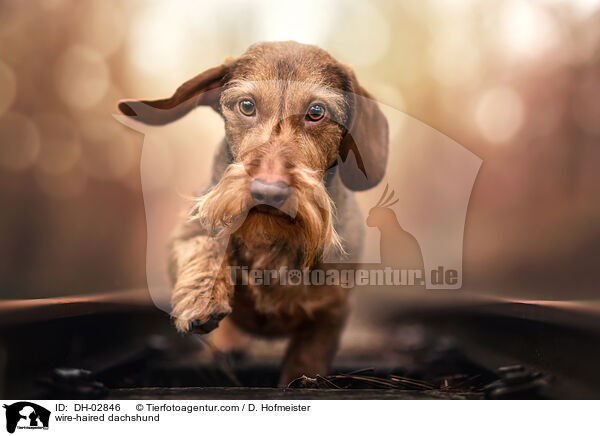 wire-haired dachshund / DH-02846