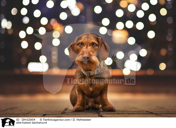 wire-haired dachshund / DH-02854