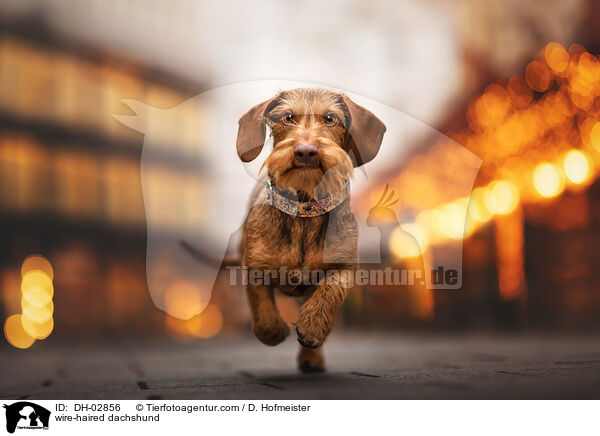 wire-haired dachshund / DH-02856