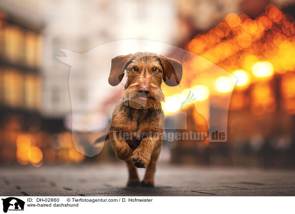 wire-haired dachshund / DH-02860
