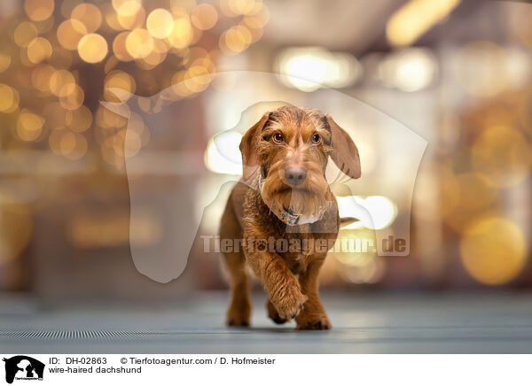 wire-haired dachshund / DH-02863