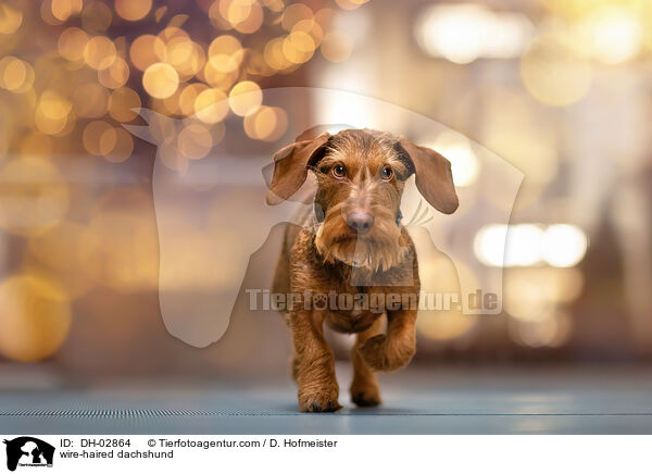wire-haired dachshund / DH-02864