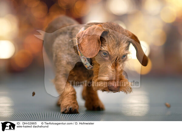 wire-haired dachshund / DH-02865