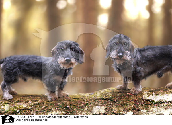 wire-haired Dachshunds / JQ-01295