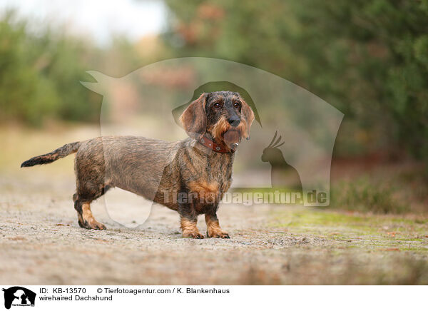 Rauhaardackel / wirehaired Dachshund / KB-13570