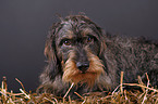 wiredhaired Dachshund