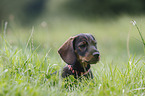 wire-haired Dachshund Puppy portrait