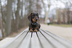 lying wire-haired Dachshund