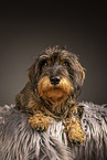 adult wirehaired Dachshund