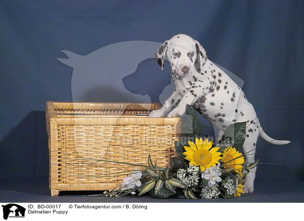 Dalmatian Puppy / BD-00017