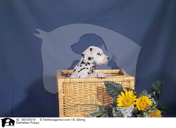 Dalmatian Puppy / BD-00019