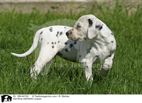 standing dalmatian puppy / RR-04702