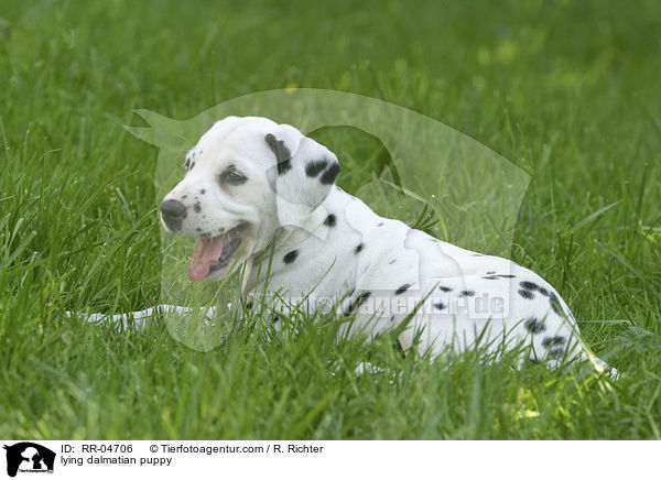 lying dalmatian puppy / RR-04706