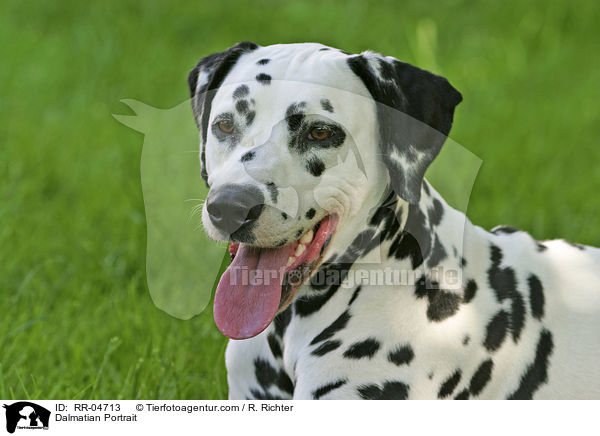 Dalmatian Portrait / RR-04713