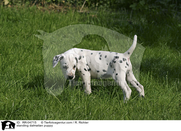 standing dalmatian puppy / RR-04715