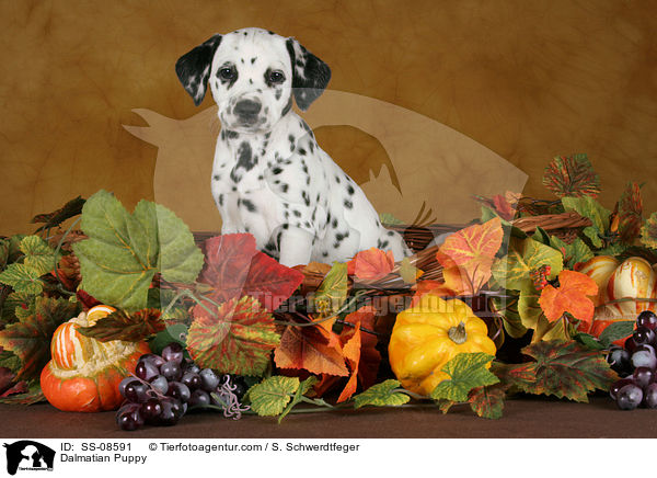 Dalmatiner Welpe / Dalmatian Puppy / SS-08591