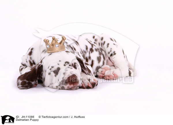 Dalmatian Puppy / JH-11086