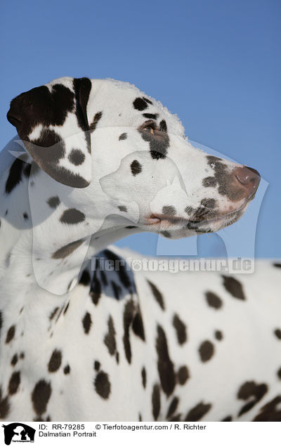 Dalmatian Portrait / RR-79285