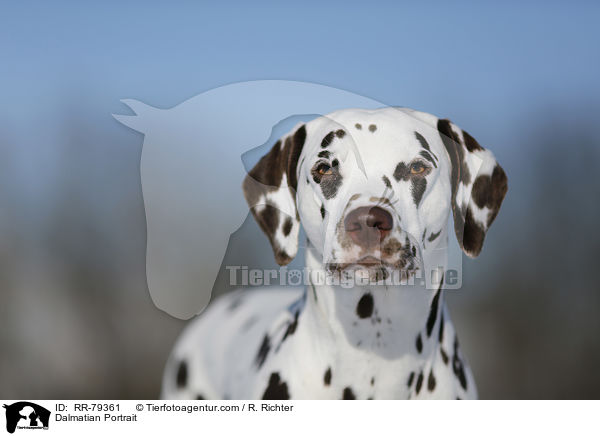 Dalmatian Portrait / RR-79361