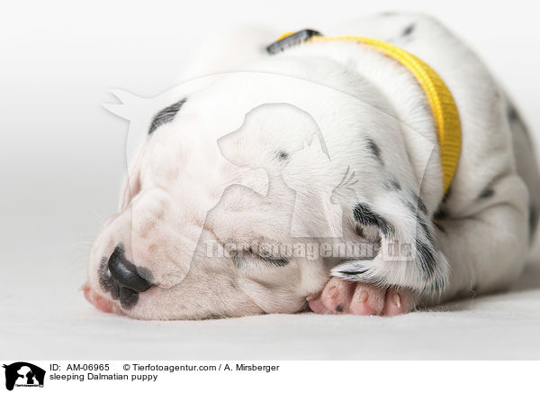 schlafender Dalmatiner Welpe / sleeping Dalmatian puppy / AM-06965
