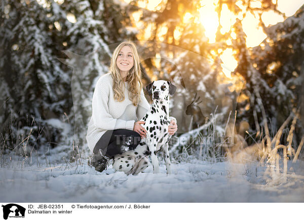 Dalmatiner im Winter / Dalmatian in winter / JEB-02351