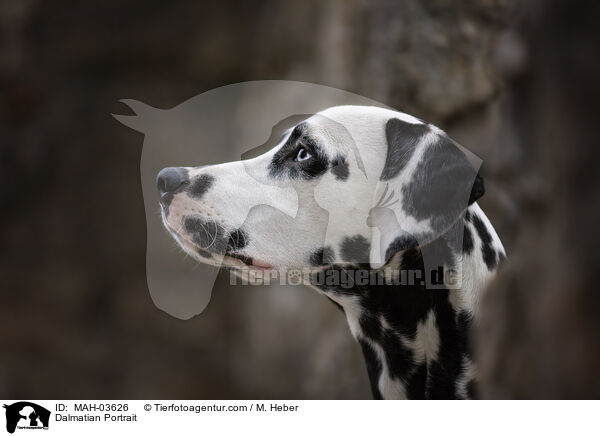 Dalmatian Portrait / MAH-03626