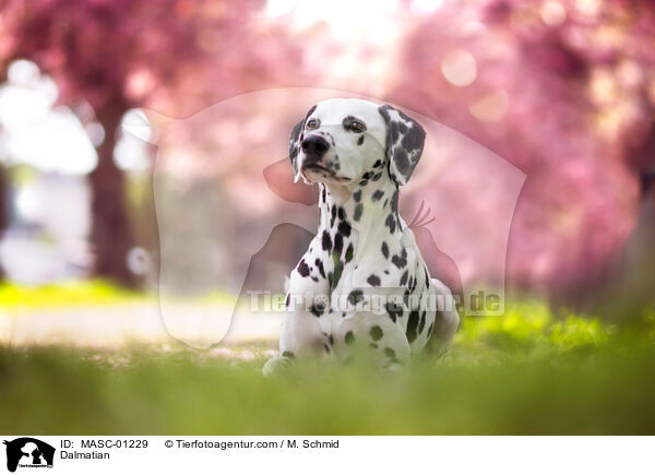 Dalmatian / MASC-01229